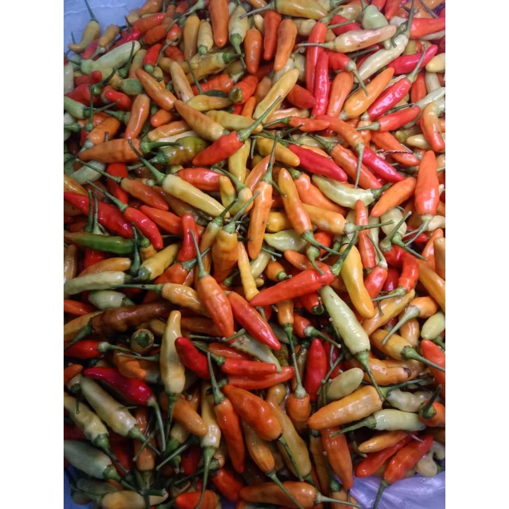 

Cabe Rawit Lombok Merah Murah 500gram - 1 kg