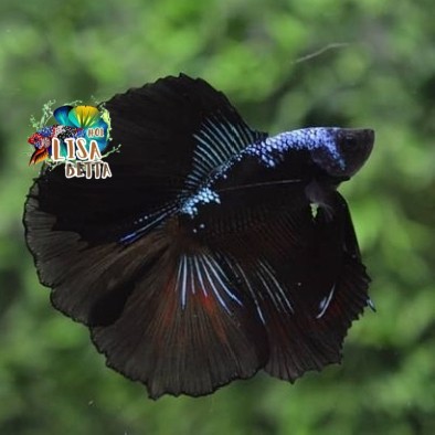 Hiasan soliter ikan cupang hmdt avatar gordon jantan kebutuhan aquarium