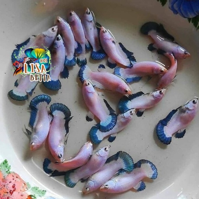 Hiasan soliter ikan cupang female blue rim kebutuhan aquarium