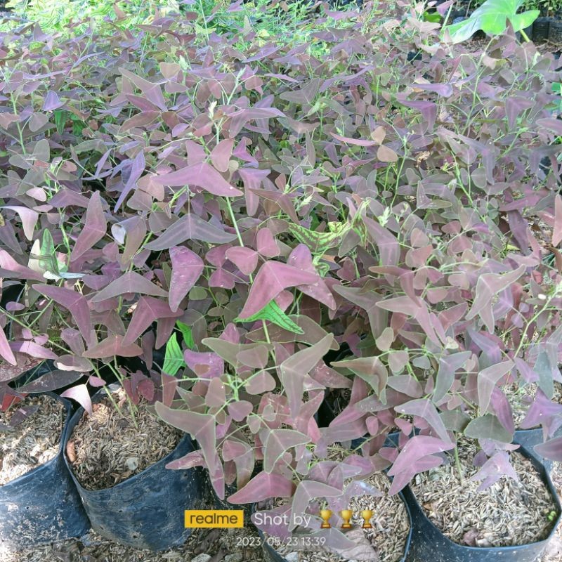 tanaman hias oxalis batik ungu - oxalis