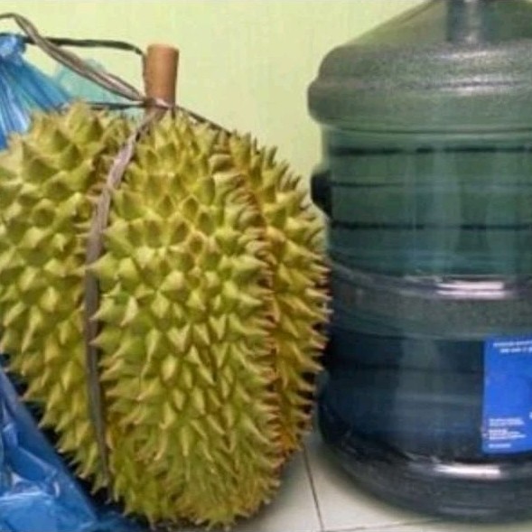 Bibit Durian Bawor / Kromo Banyumas Asli Okulasi Cepat Berbuah