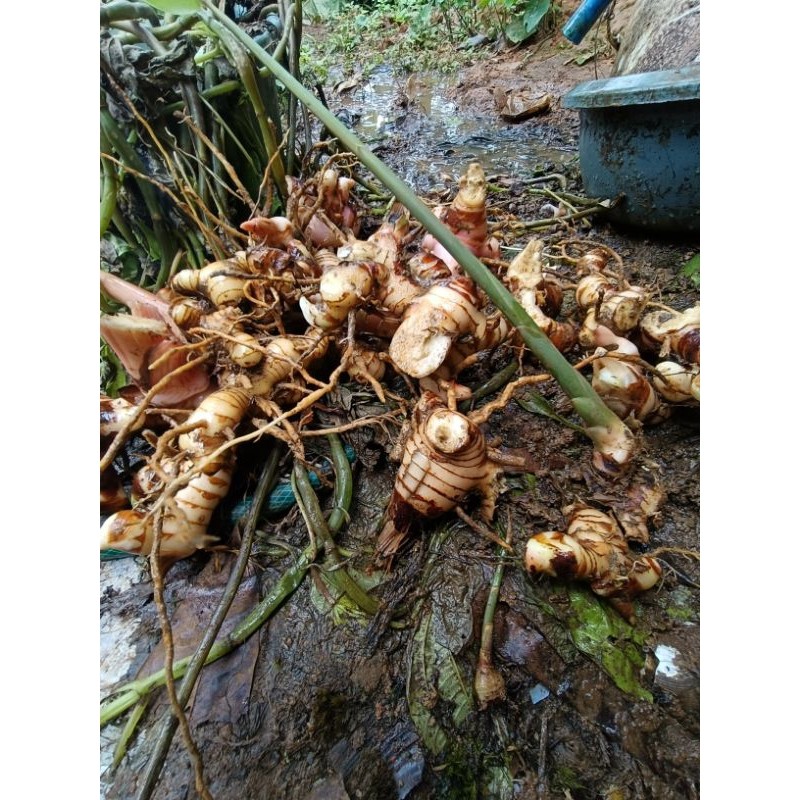 

lengkuas Laos/laja gowah