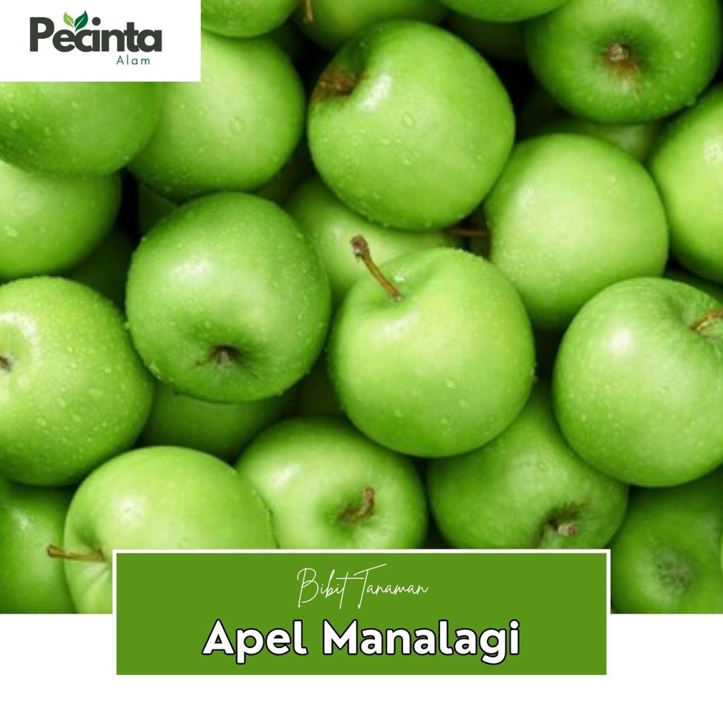 Bibit tanaman buah apel manalagi Apel Malang