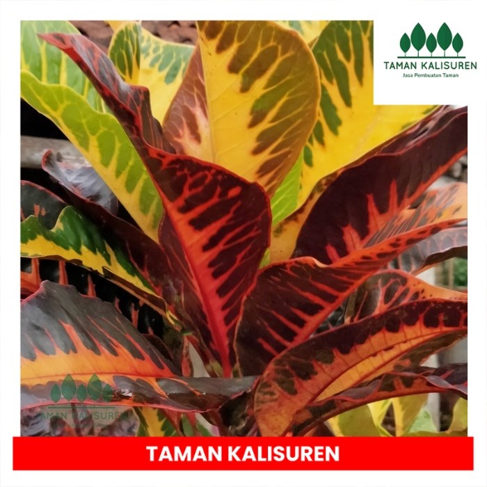 tanaman hias puring Bali. TAMAN. KALISUREN