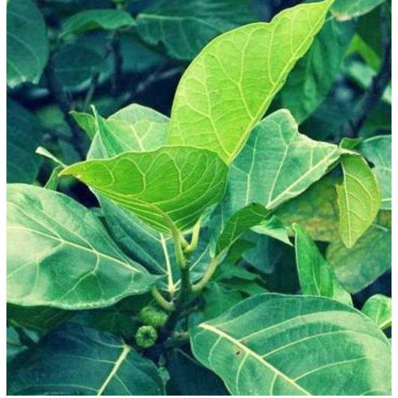 

Daun Awar Awar/Daun kuciat 500 gr