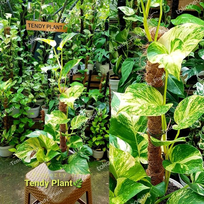 Sirih Gading Jumbo Yellow Stem Marble,turus 50cm+pot putih