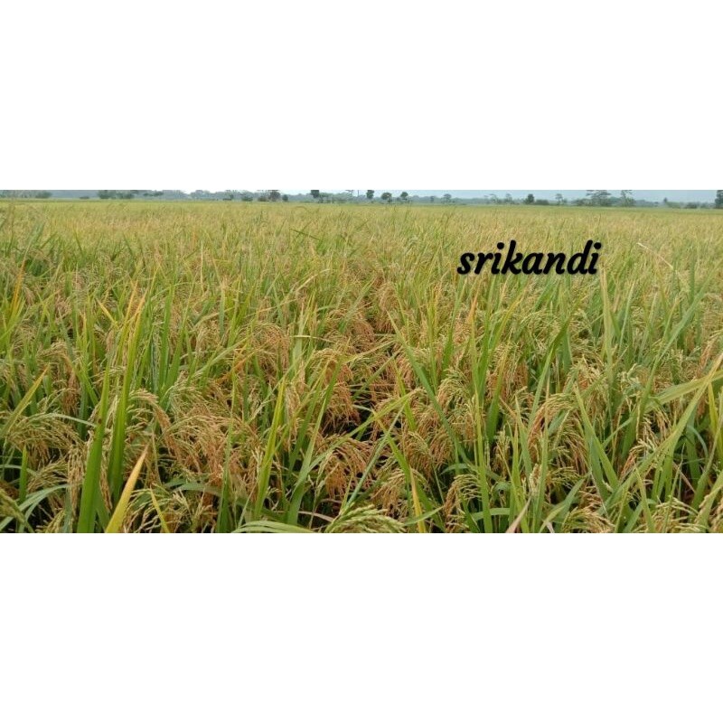 Benih Padi Srikandi genjah 85 hst, nasi pulen bobot mantap