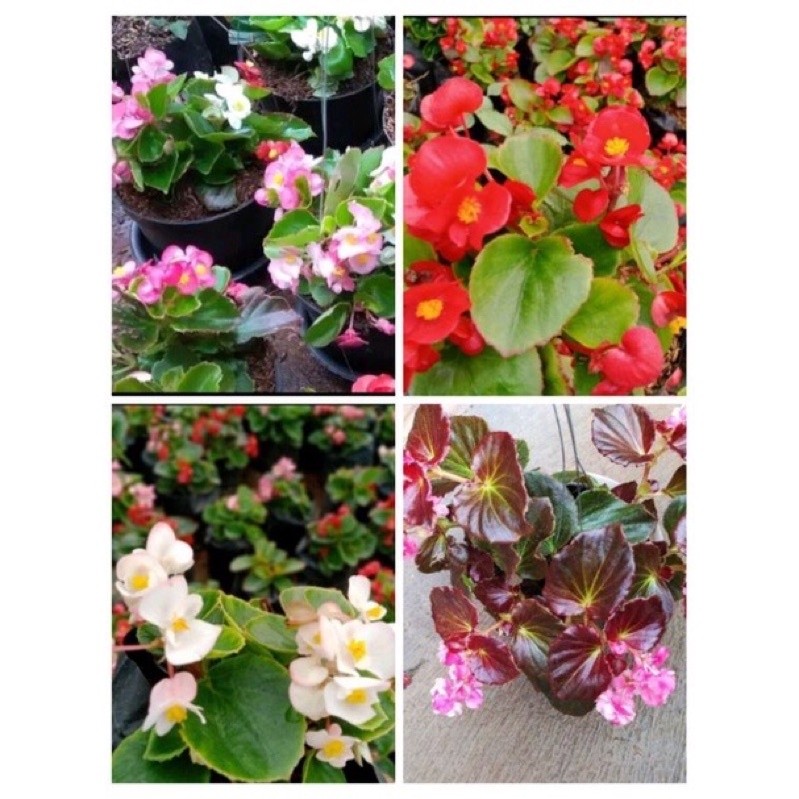 PROMO paket hemat 4 jenis tanaman hias begonia bunga idah