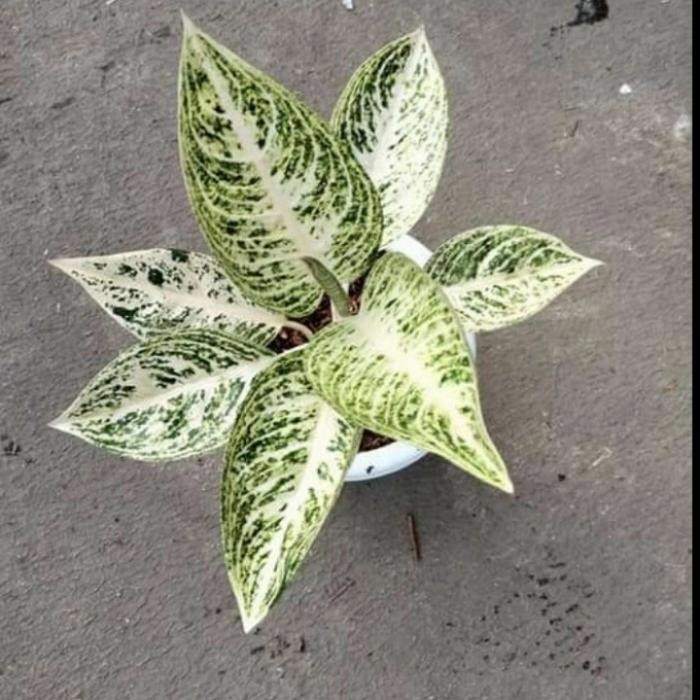 aglonema legacy putih