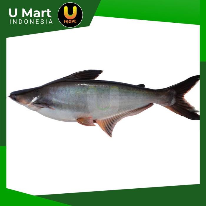 

U Mart - Ikan Patin Segar 1 kg Patin Fresh