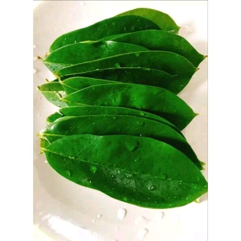 

daun sirsak tua isi 100 lembar segar fresh Alam Herbal 28