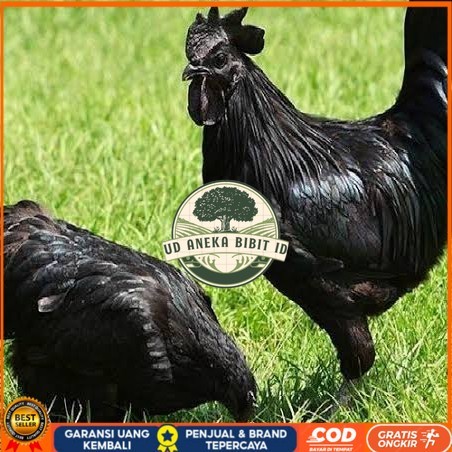 

Telur ayam hias cemani lidah hitam fertil asli siap ditetaskan - ayam cemani UD ANEKA BIBIT ID
