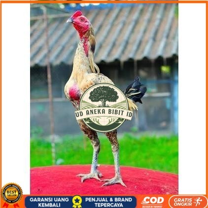 

Telur ayam bangkok shamo brazil / ayam petarung aduan untuk ditetaskan UD ANEKA BIBIT ID