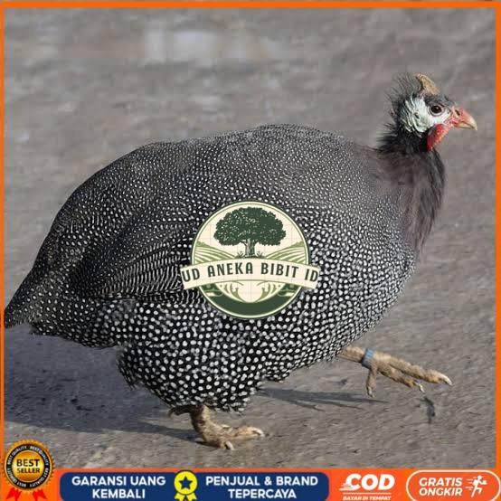 

Telur ayam mutiara / telur ayam hias / telur fertil siap tetas UD ANEKA BIBIT ID