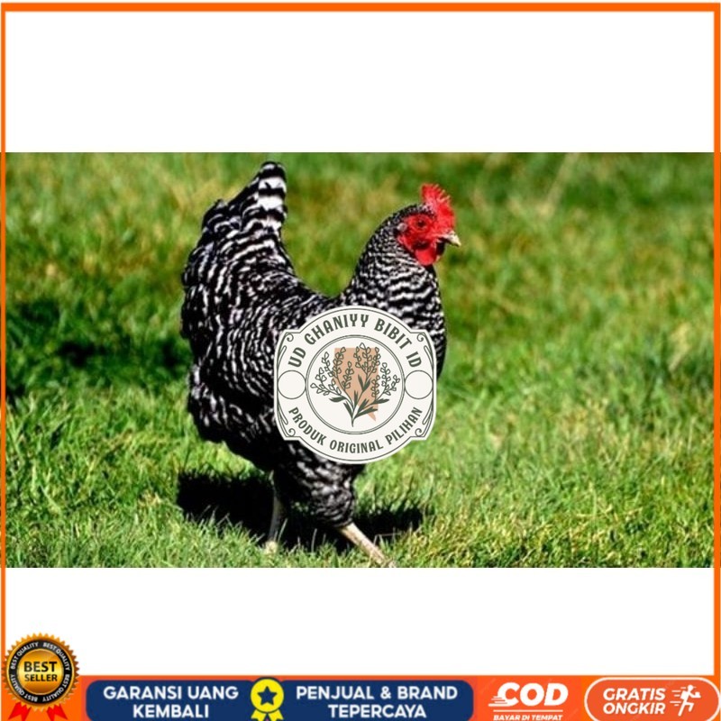 

TELUR AYAM KUNTARA UNTUK DI TETASKAN UD GHANIYY BIBIT ID