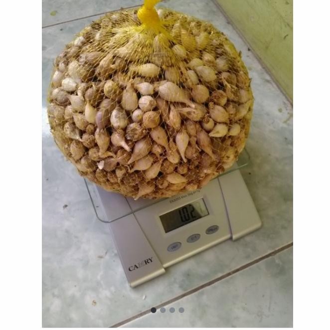 

BAWANG TUNGGAL LOKAL SIZE KECIL 250 gram