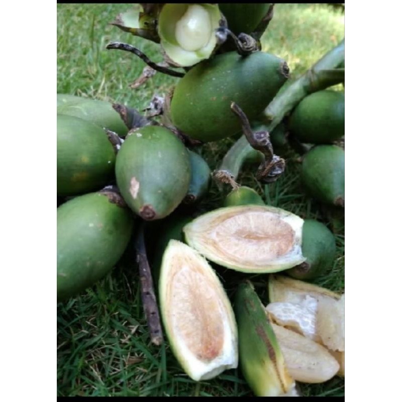 

BUAH PINANG MUDA SEGAR ready stok #terlaris