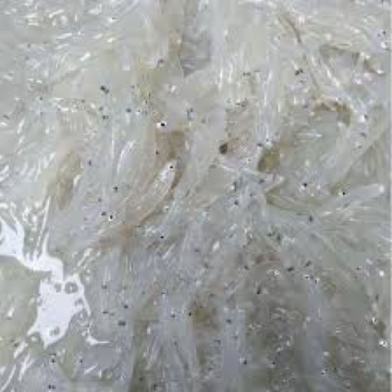 

Teri Nasi Basah Segar 250gram / Mp Asi