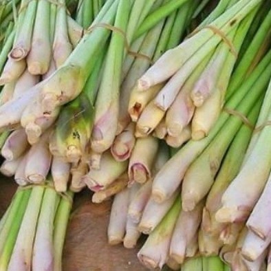 

Batang Serai 500gr/ Serai Super Segar
