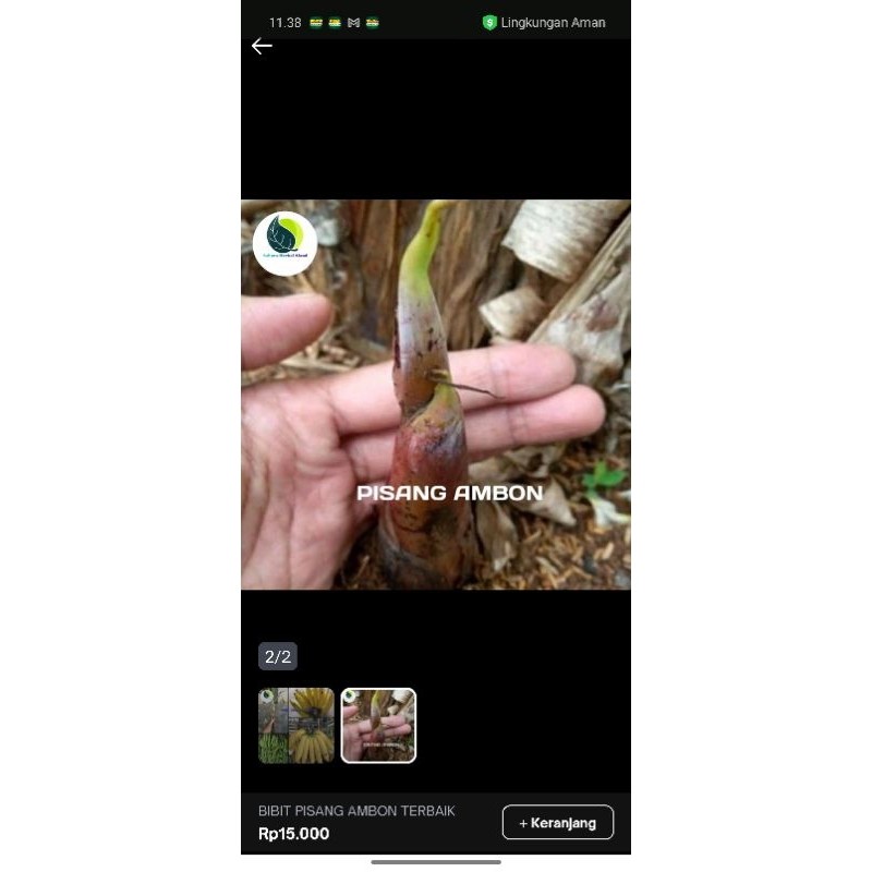 

bibit pisang ambon terbaik