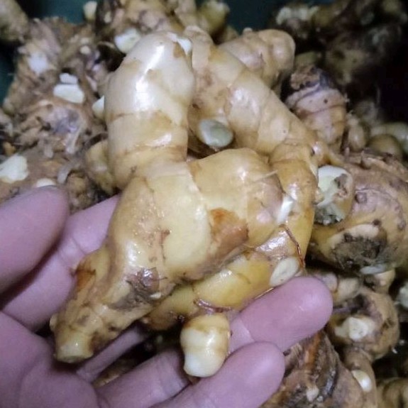 

Temu putih segar.isi 1 kg