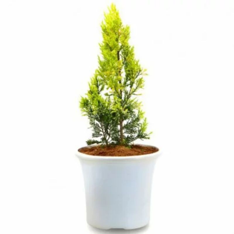 Cemara Golden Peking - Tanaman Hias Hidup CEMARA GOLDEN PEKING - Pohon Cemara Golden Peking