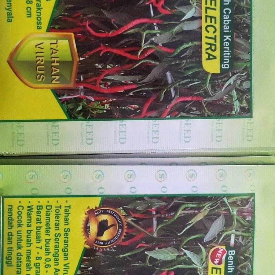 benih cabe unggul ELECTRA tahan virus kuning