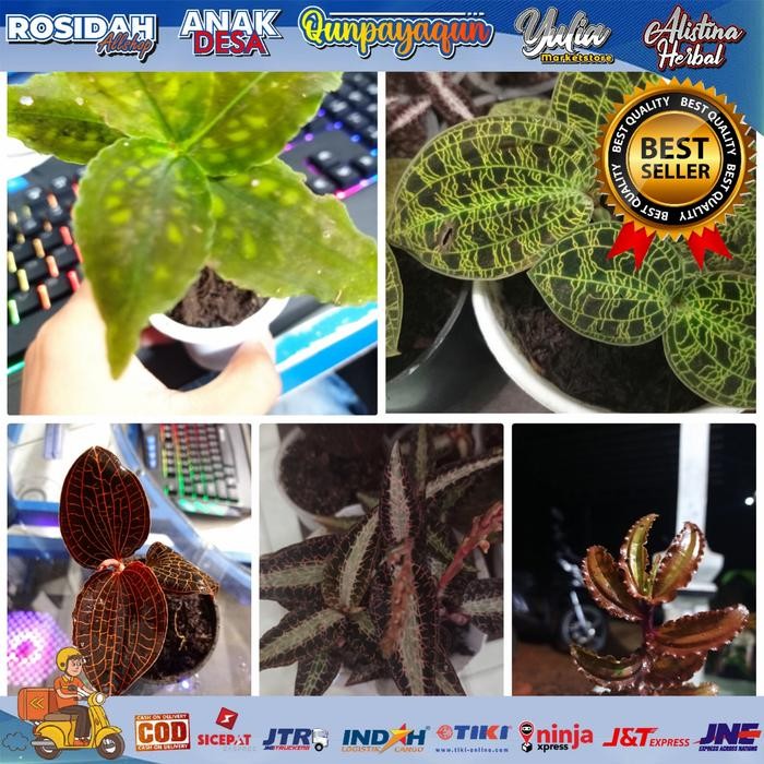 Paket hemat ki aksara jewel orchid Tanaman hias