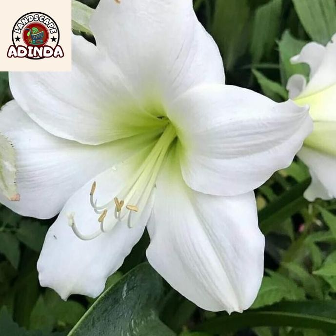 BISA COD Benih/Umbi Bunga Amarilis Size A - Merah