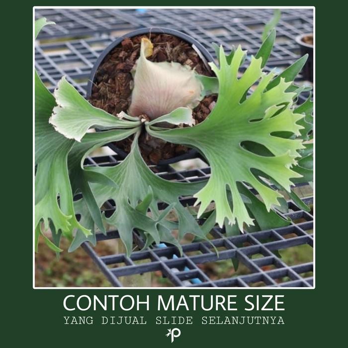 Platycerium Hillii Pao" x Hillii Dragon