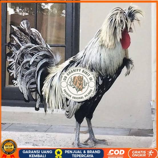 

telur ayam poland hias siap ditetaskan - ayam polan UD GHANIYY BIBIT ID