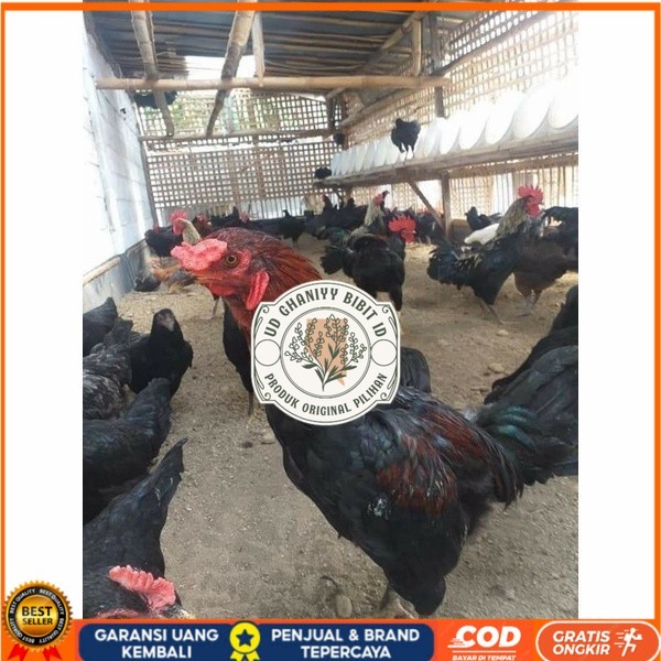 

Telur ayam KUB petelur handal fertil siap ditetaskan - telur ayam kub UD GHANIYY BIBIT ID