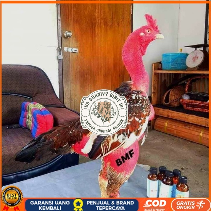

telur ayam petarung saigon fertil siap ditetaskan - ayam saigon UD GHANIYY BIBIT ID