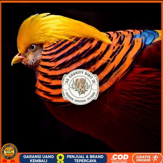 

Telur ayam ringneck golden pheasant telur ayam hias fertil siap kirim UD GHANIYY BIBIT ID
