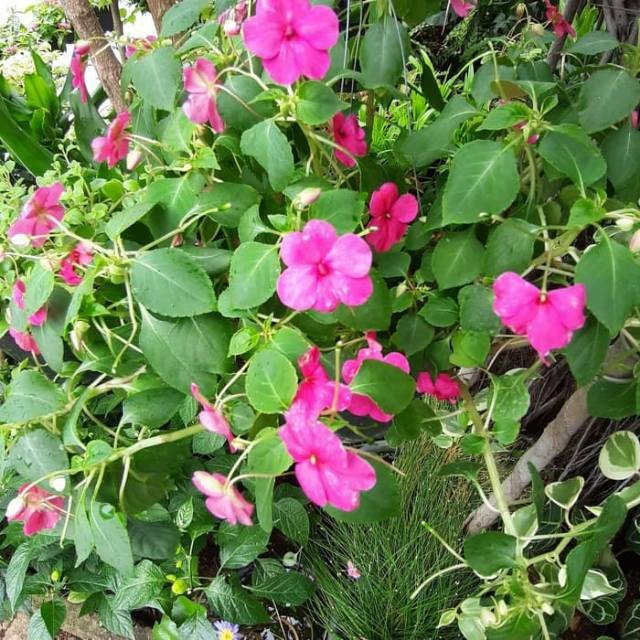 

Termurah Daun bunga pacar air segar 100gram