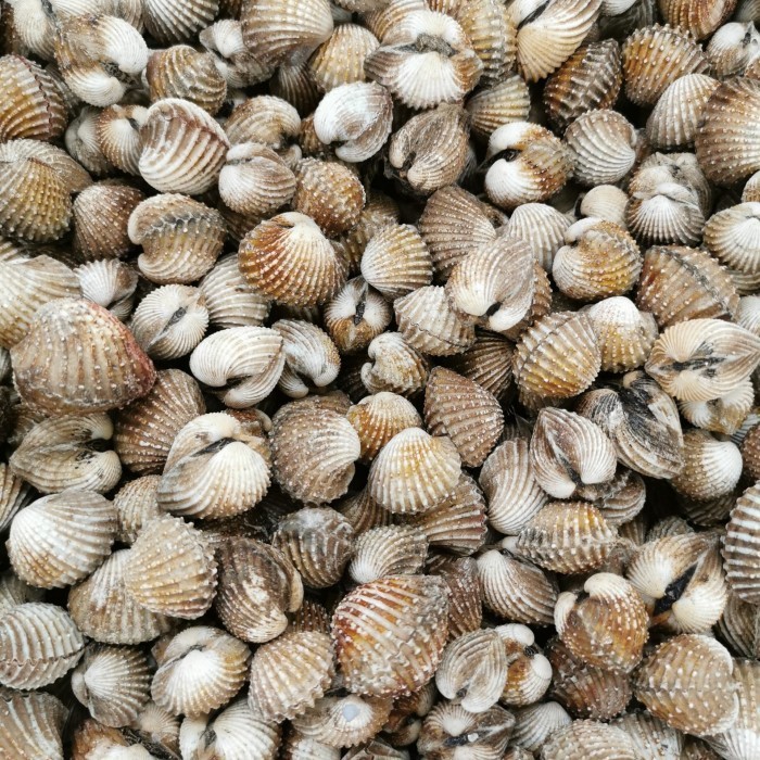 

kerang dara pasar online makassar