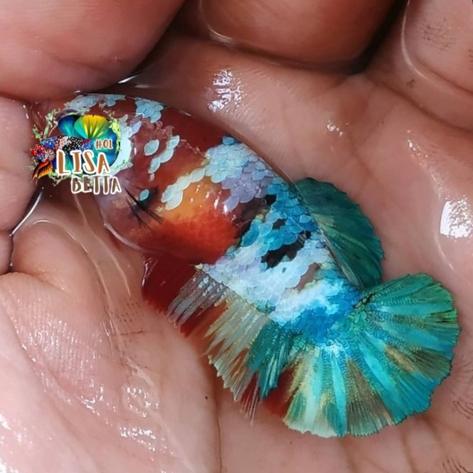 Hiasan soliter ikan cupang betina multicolor siap breed medium kebutuhan aquarium