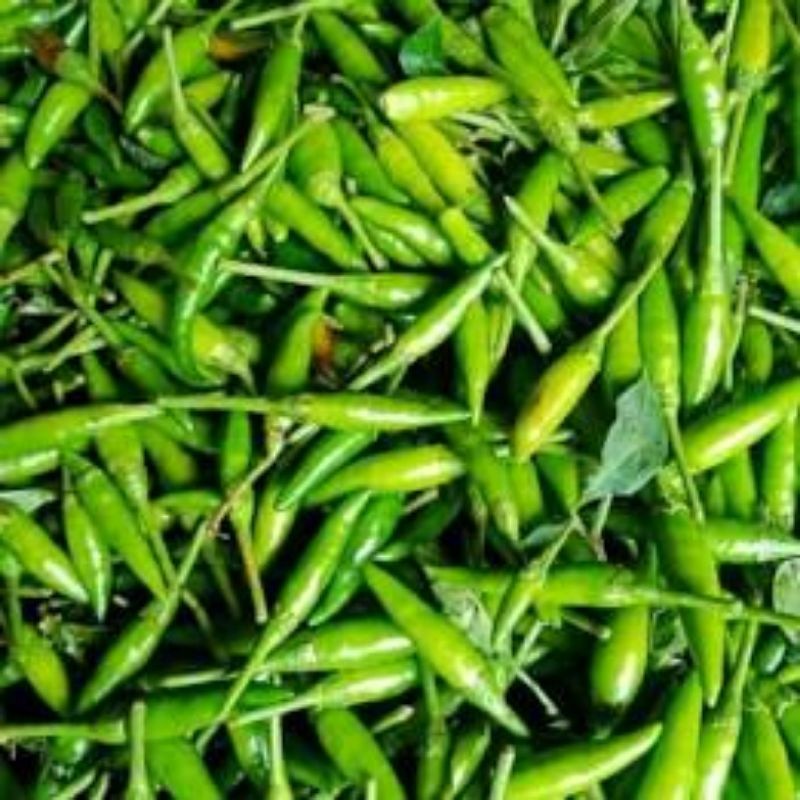 

Cabe Rawit Hijau Segar – Pedas dan Segar, Cocok untuk Lalapan