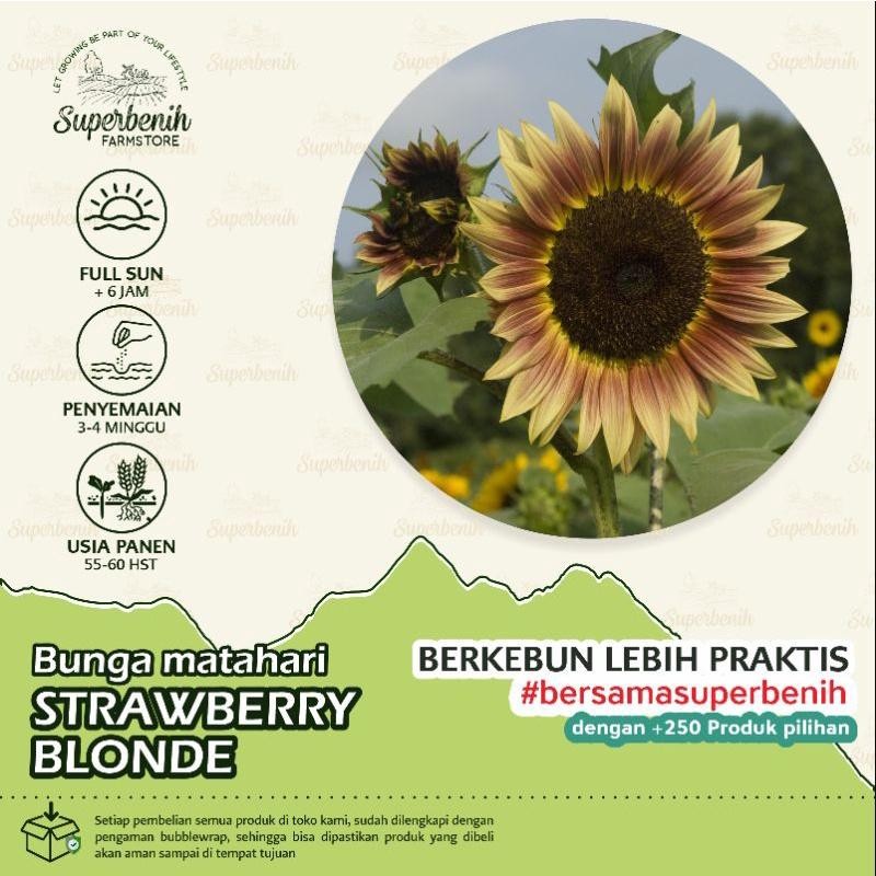 2  Benih Bunga Matahari STRAWBERRY BLONDE F1 De'94