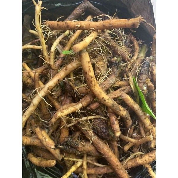 

akar tempuyung segar 400gr