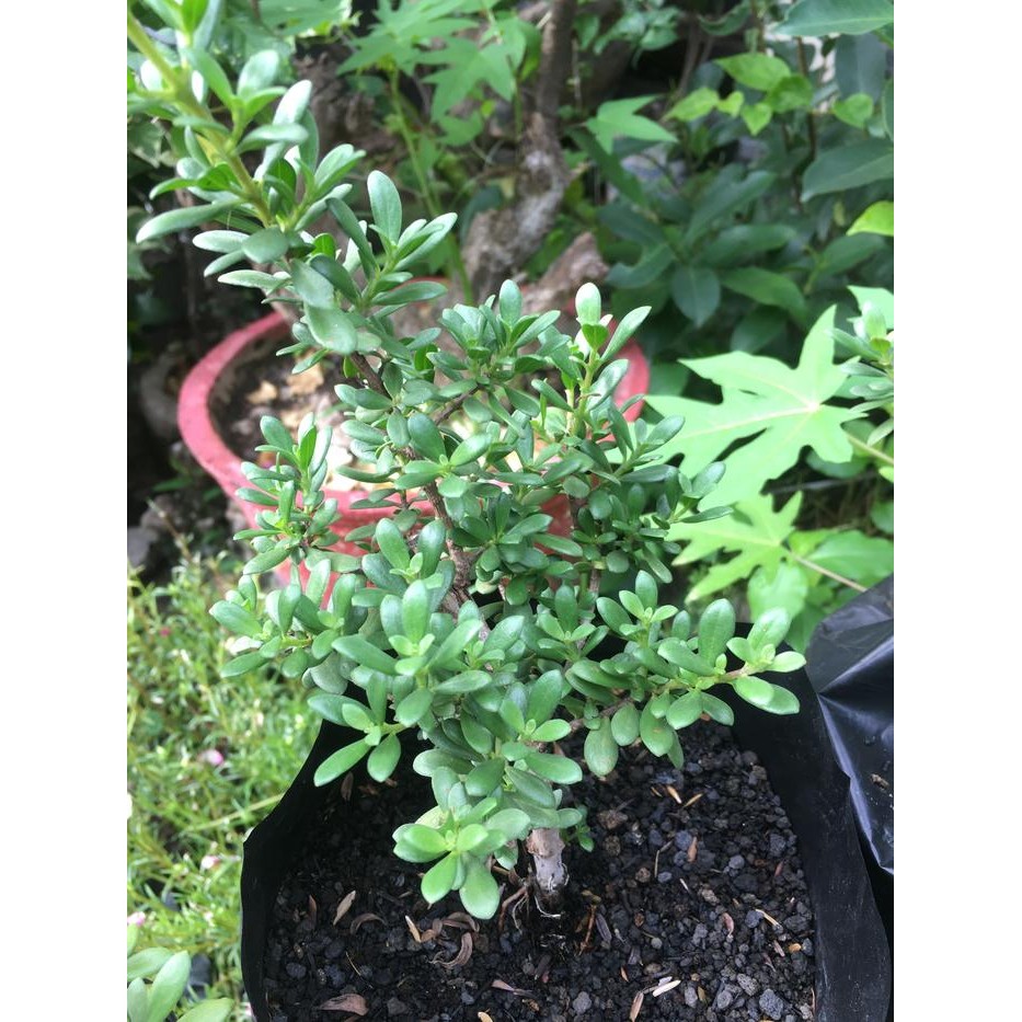 BIBIT SANTIGI MAWAR MICRO / CANGKOK SANTIGI / SENTIGI MAWAR MICRO