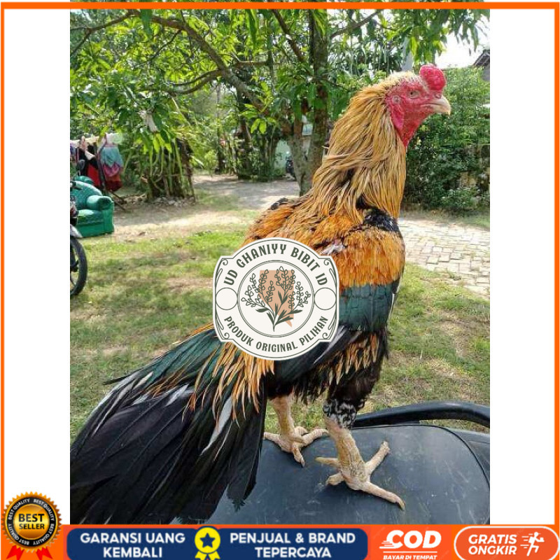 

TELUR FERTIL AYAM BANGKOK KLASIK JUMBO UNTUK DI TETASKAN UD GHANIYY BIBIT ID
