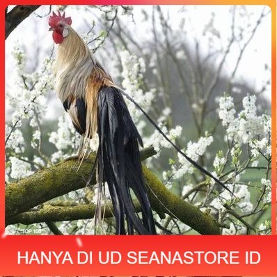 

Telur ayam phoenix onagadori / telur ayam hias fertil siap kirim UD SEANASTORE ID