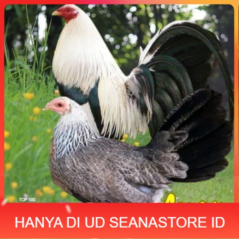 

telur ayam philipin import AK47 bisa untuk di tetaskan UD SEANASTORE ID