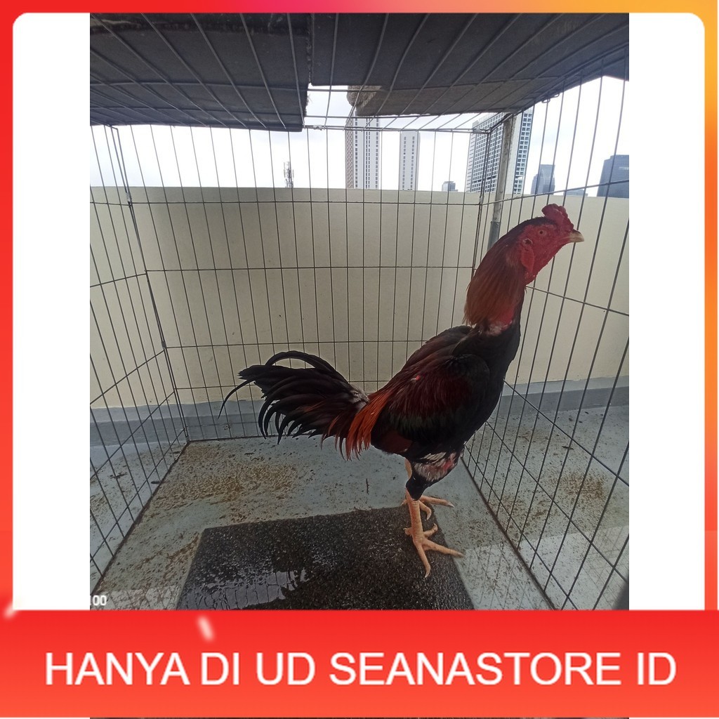 

Telur ayam bangkok shamo taiwan / ayam petarung aduan bisa ditetaskan UD SEANASTORE ID