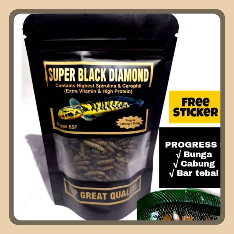 Pakan chana maru ys progres bunga batik biar cepat kuning