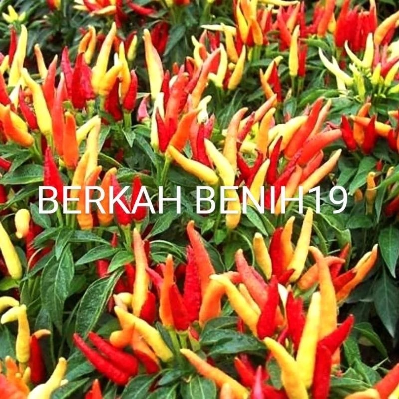 500+ BENIH CABAI RAWIT SETAN SUPERAN BIBIT UNGGULAN READY