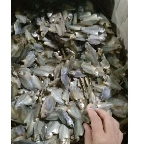 

ikan sepat kecil