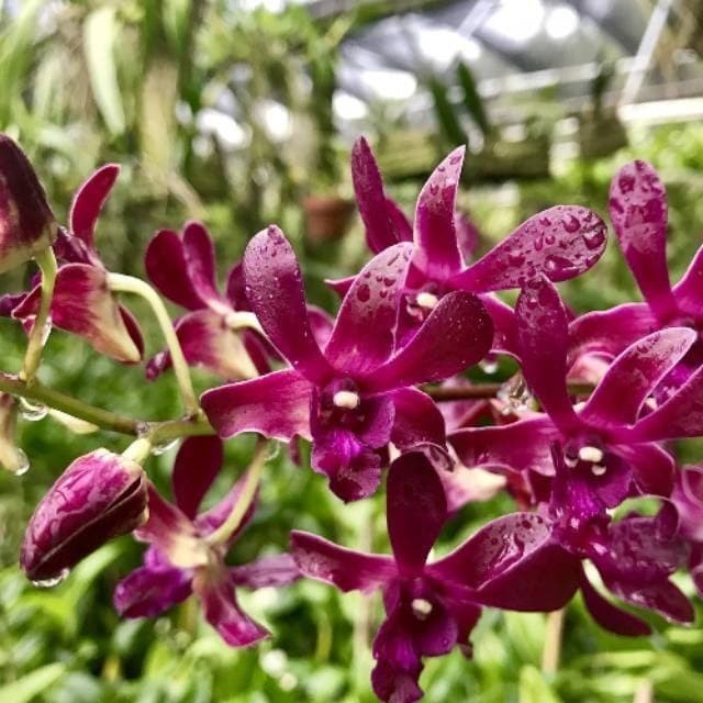Anggrek Dendrobium Caesar Red