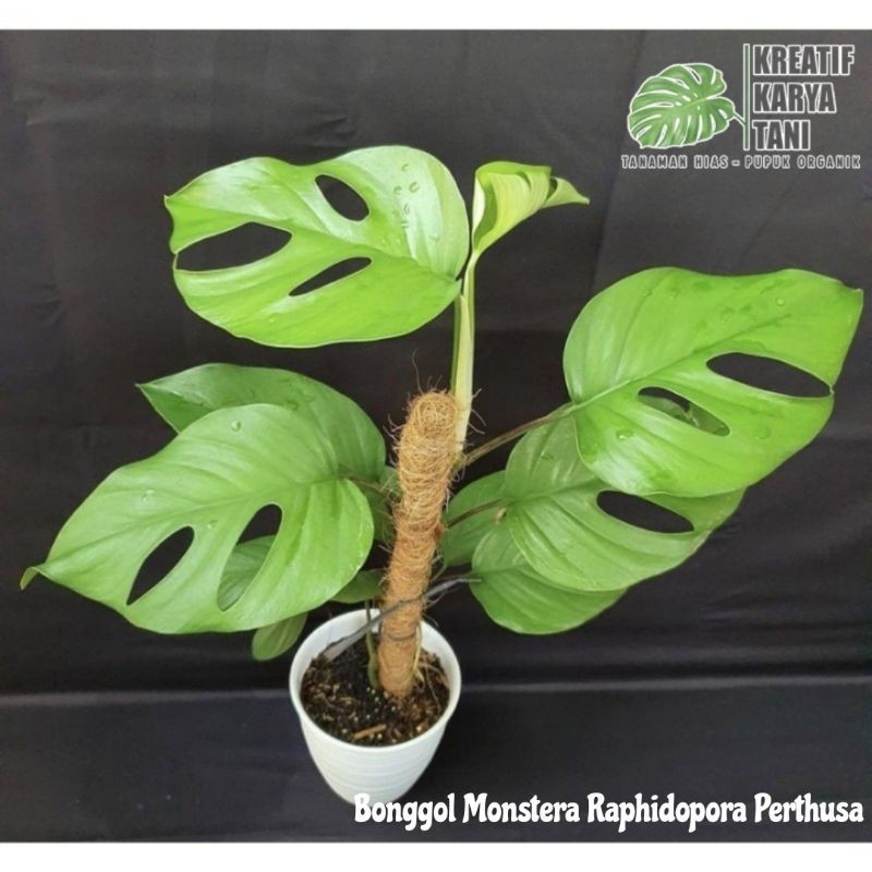 Bonggol monstera raphidopora perthusa - Bonggol monstera
